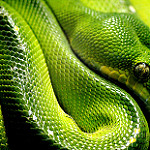Green Tree Python at San Diego Zoo by  Gordon Ednie